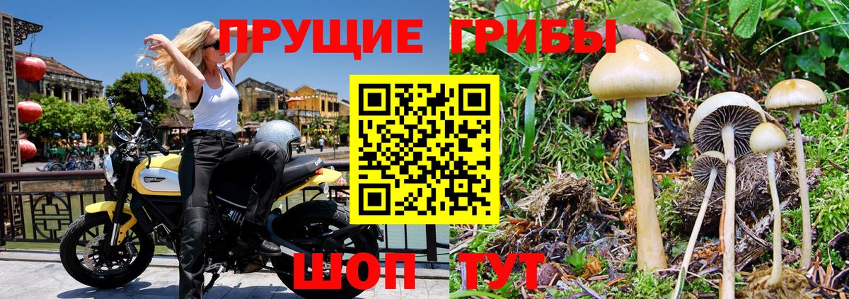 Псилоцибиновые грибы Cubensis  Тейково  Псилоцибиновые грибы прущие грибы 